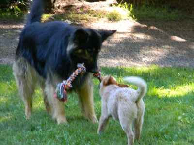 Bertha's and Jazz playing Tug-o-war!